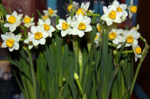 水仙的形状特点和种植方法有哪些?(图4) 水仙的形状特点和种植方法有哪些?